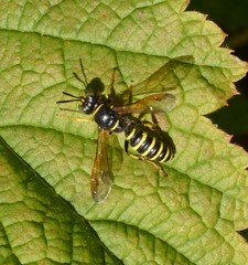 Eucerceris flavocincta