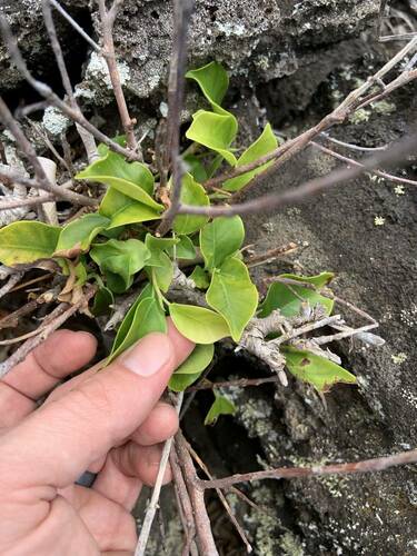 Ficus microcarpa observed 2024-04-19