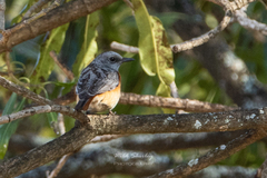 Monticola angolensis