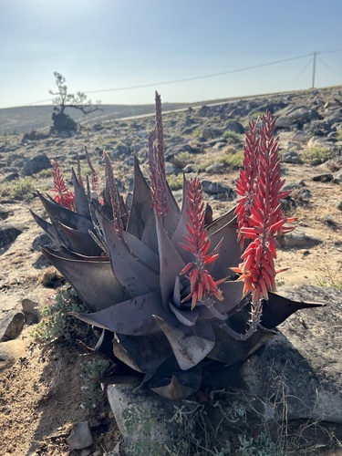 Dhofar Aloe (Aloe dhufarensis)