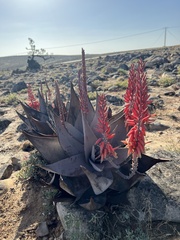 Aloe dhufarensis, photograph (c) Adrien Jailloux, some rights reserved (CC BY)