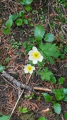 Trollius laxus