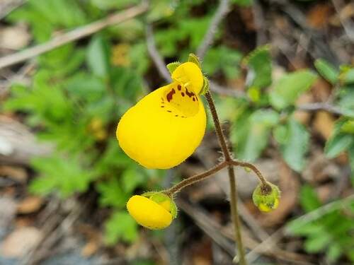 Yellow Lady's Slipper (Calceolaria biflora)