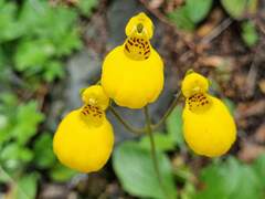 Calceolaria biflora, photograph (c) Cesar Ormazabal, some rights reserved (CC BY)