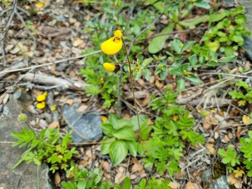 Calceolaria biflora, photograph 1
