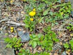 Calceolaria biflora, photograph (c) Cesar Ormazabal, some rights reserved (CC BY)
