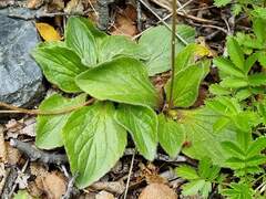 Calceolaria biflora, photograph (c) Cesar Ormazabal, some rights reserved (CC BY)