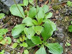 Calceolaria biflora, photograph (c) Cesar Ormazabal, some rights reserved (CC BY)