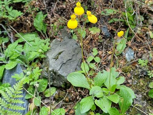 Calceolaria biflora