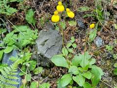 Calceolaria biflora