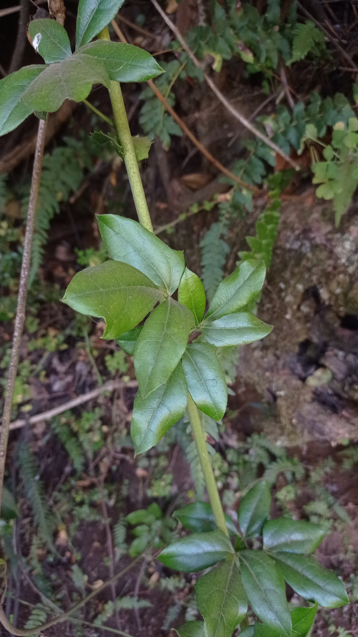 Imagem de Cogumelo-do-vento