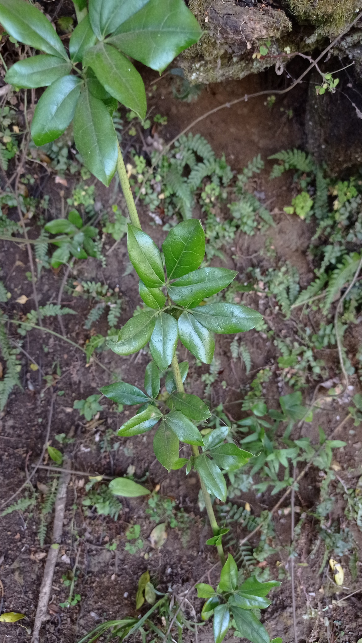Imagem de Cogumelo-do-vento