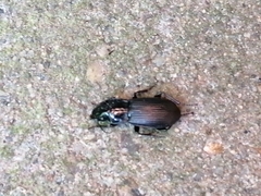 Pterostichus melanarius