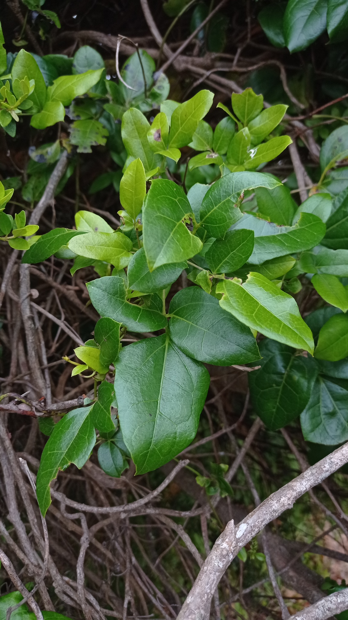 Imagem de Cogumelo-do-vento