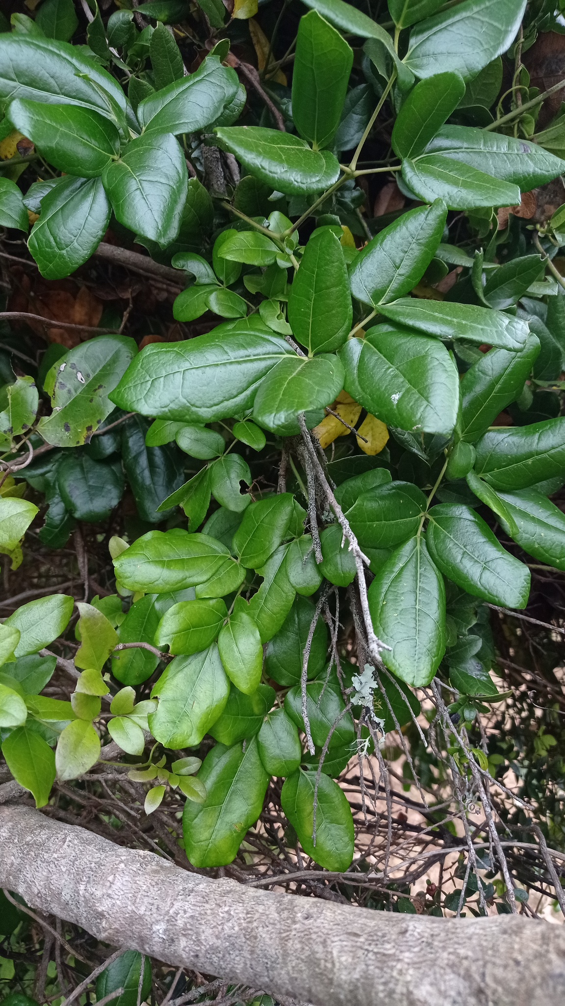 Imagem de Cogumelo-do-vento