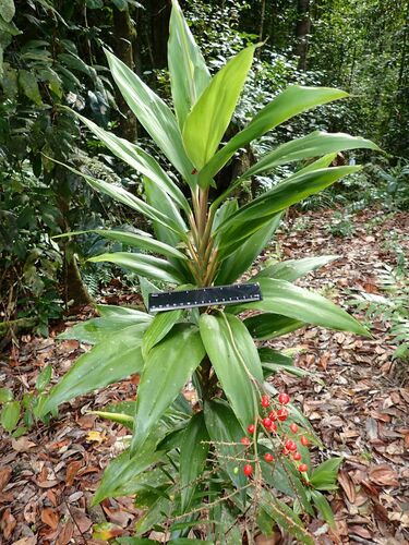 Cordyline murchisoniae (Cordyline murchisoniae)