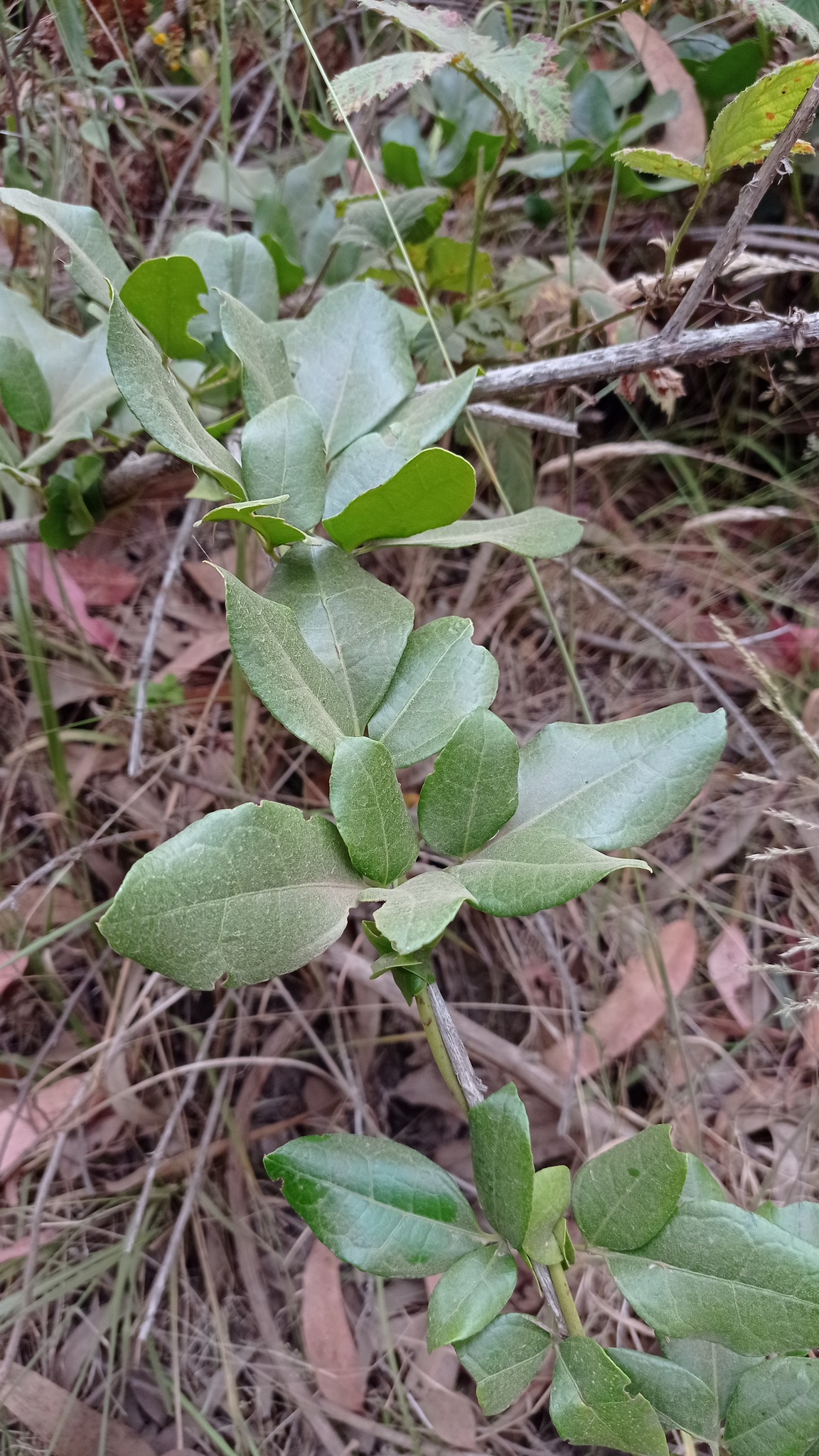 Imagem de Cogumelo-do-vento