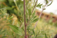 Chenopodium