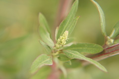 Chenopodium