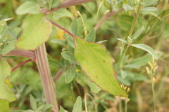 Chenopodium