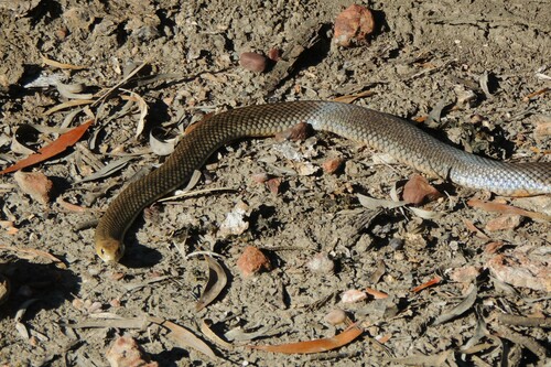 Eastern Brown Snake sighting