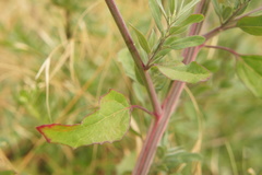 Chenopodium