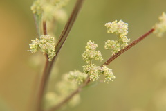 Chenopodium