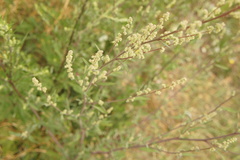 Chenopodium
