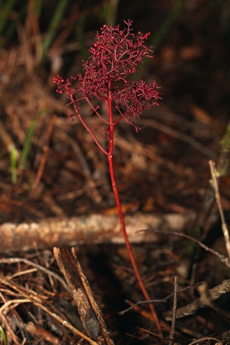 Daenikera corallina observed 2025-01-21