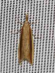 Donacaula albicostellus