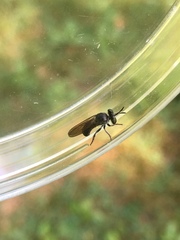 Cerotainia
