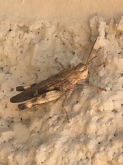 Chortophaga viridifasciata