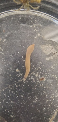 Themiste lageniformis observed 2025-01-21