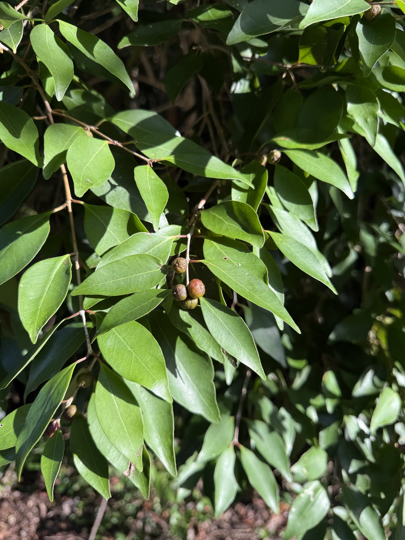 Imagem de Cereja-do-mato