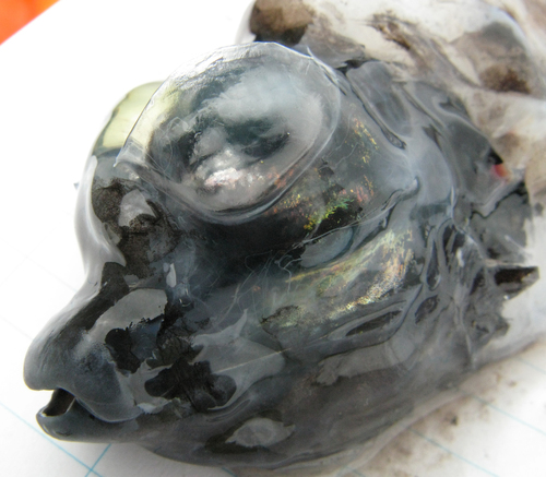 Barreleye (Macropinna microstoma) — Opisthoproctidae