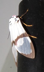 Amerila magnifica