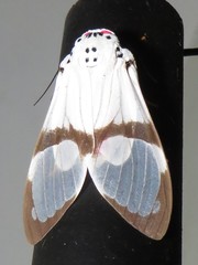 Amerila magnifica