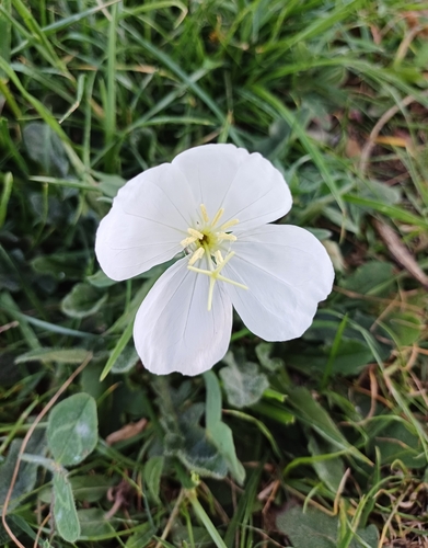 Foto de Onagra
