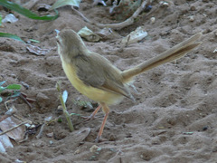 Prinia flavicans