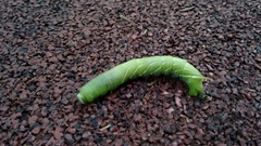 Ceratomia undulosa