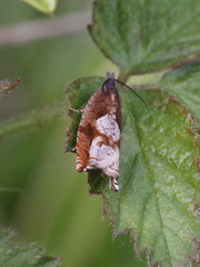 Ancylis uncella
