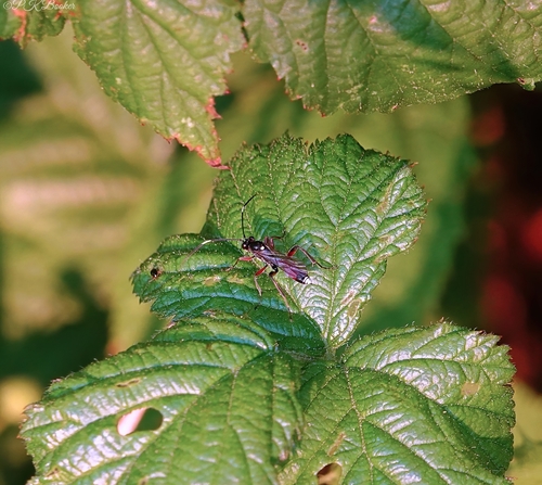 Asthenolabus vitratorius
