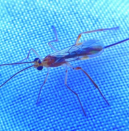 Hymenochaonia delicata