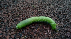 Ceratomia undulosa