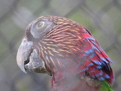 Deroptyus accipitrinus