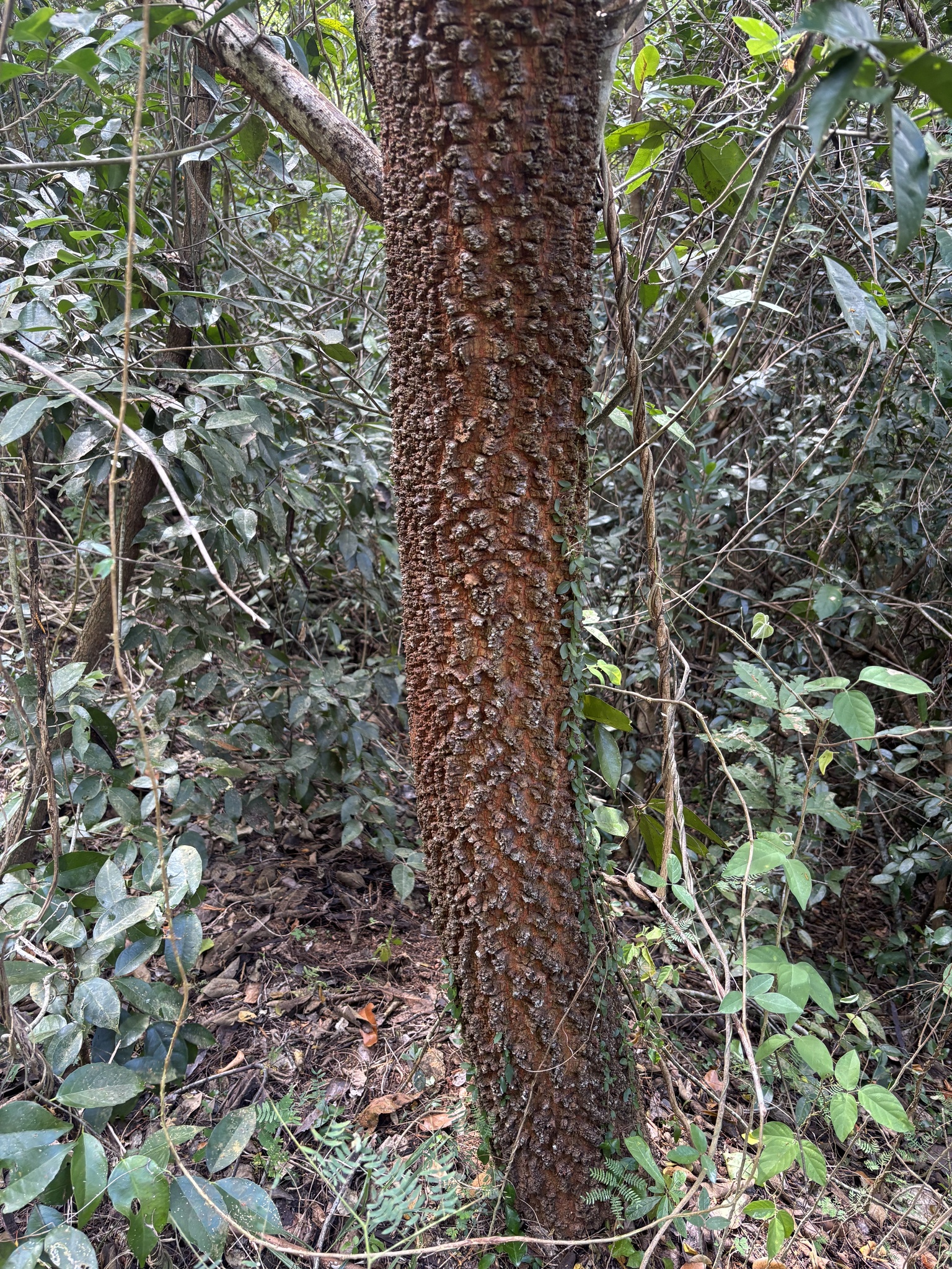 Imagem de Angico-preto