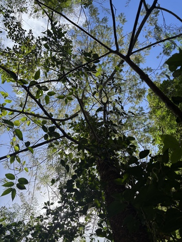 Foto de Angico-preto