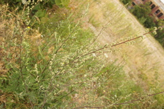 Chenopodium