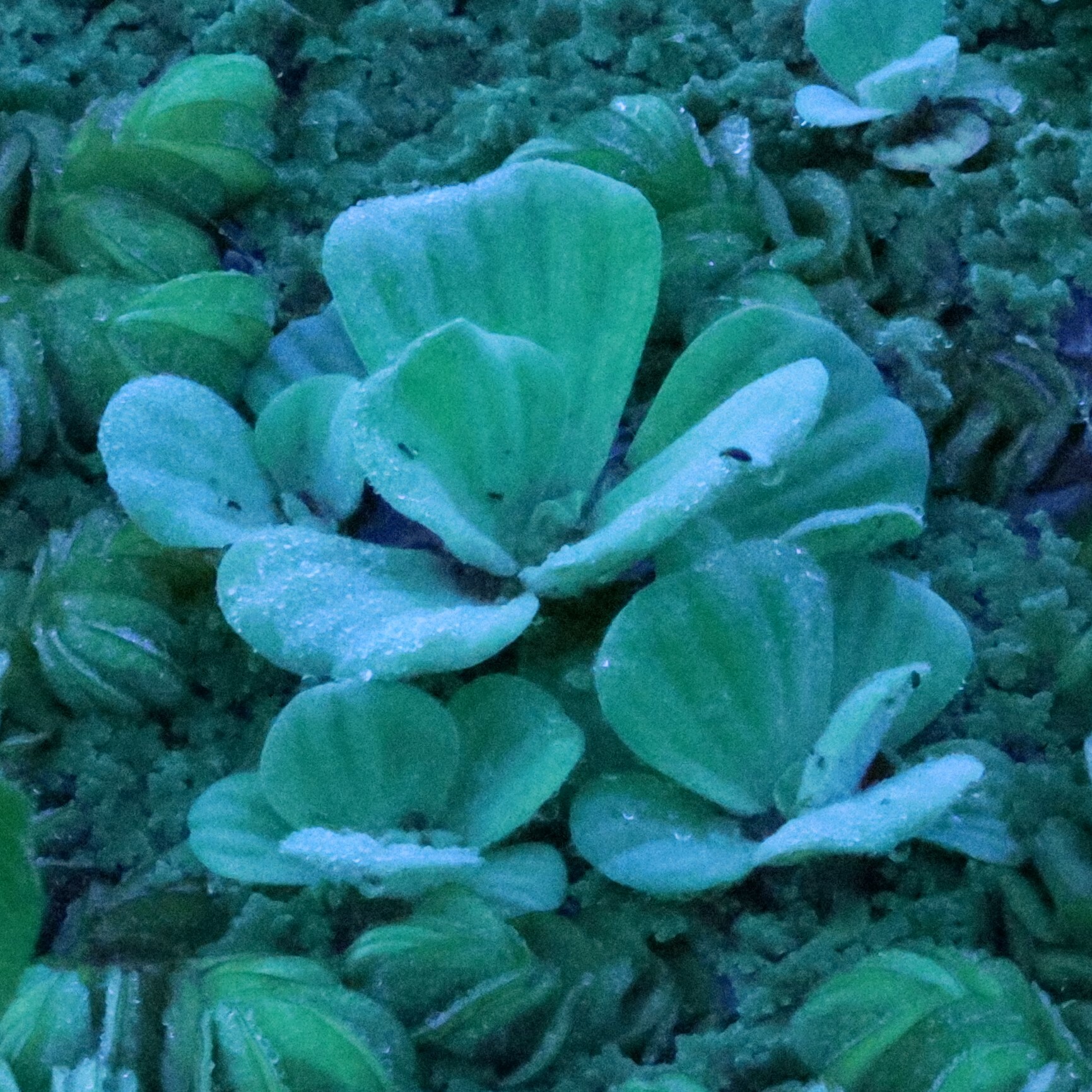 Pistia stratiotes
