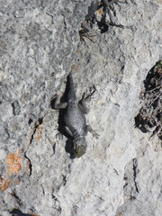 Sceloporus oberon